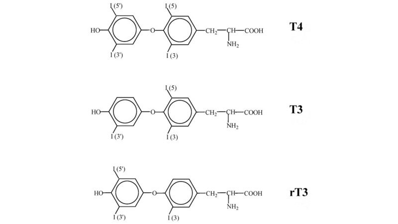 Thyroid-Hormone4