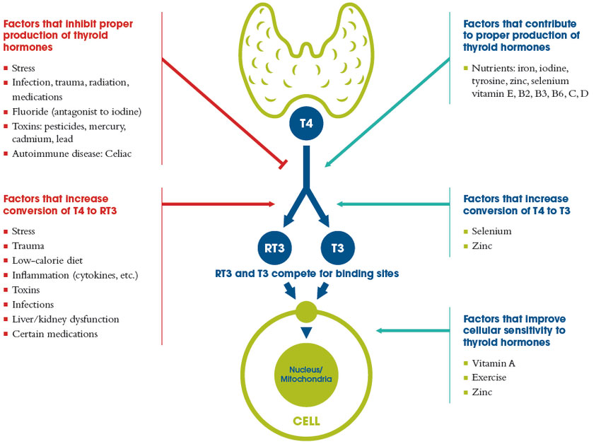 Thyroid-Hormone5